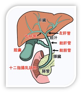 肝胆膵