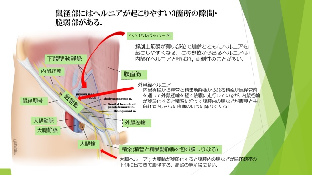 鼠径部